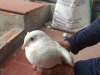 BỒ CÂU PHÁP CHẤT LƯỢNG