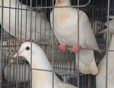 KỸ THUẬT CHĂN NUÔI 3