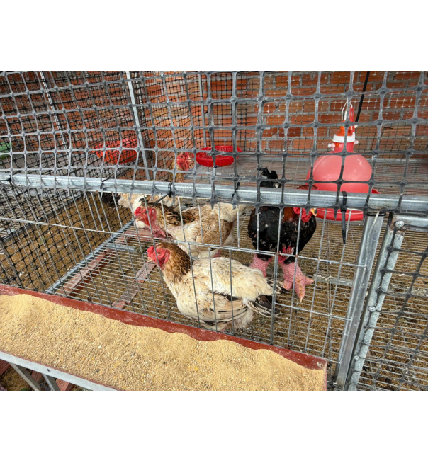 Gà đông tảo con 2