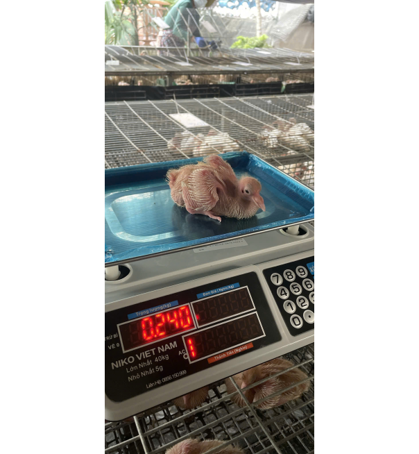 Bồ câu 10 ngày tuổi