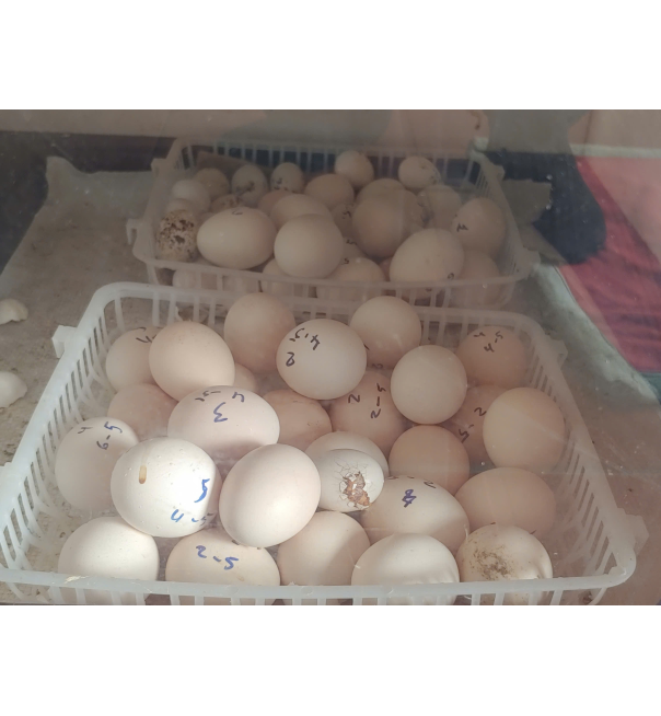 Trứng bồ câu