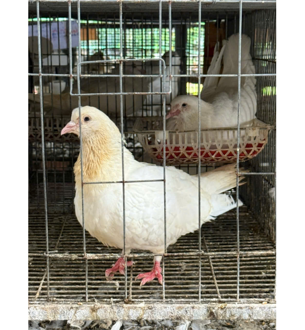 Bồ câu ra ràng 3