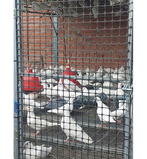 Thịt bồ câu ra ràng 1
