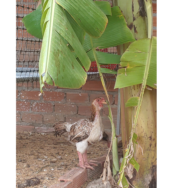 Gà đông tảo con