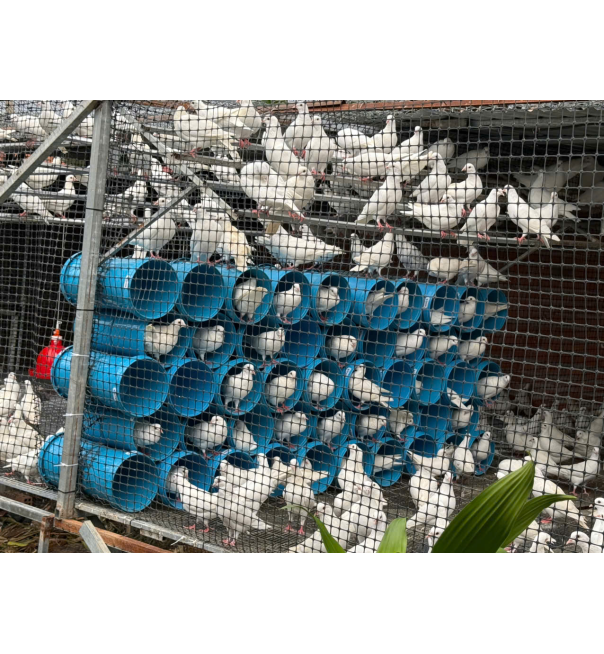 Thịt bồ câu ra ràng 7
