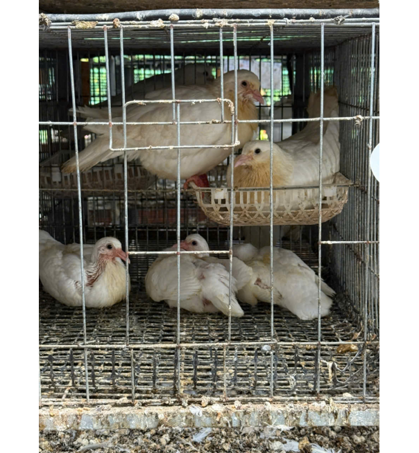 Thịt bồ câu ra ràng 2