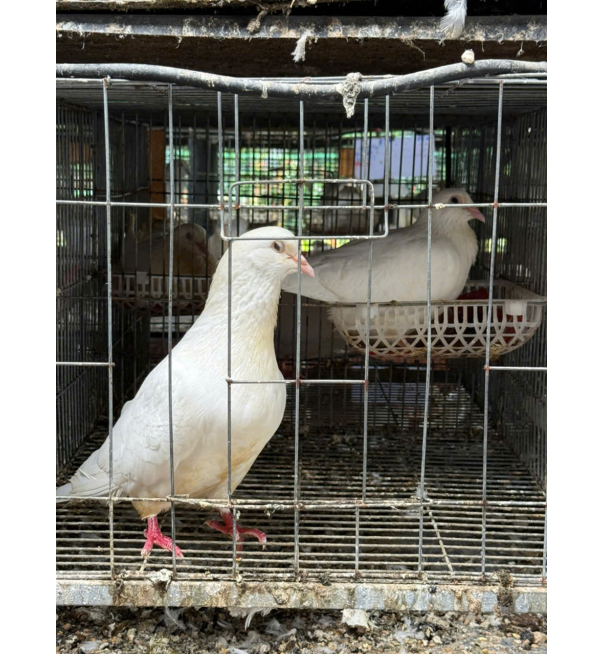 Thịt bồ câu ra ràng 8