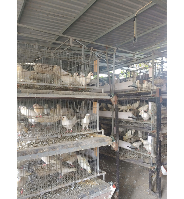 Thịt bồ câu ra ràng 6