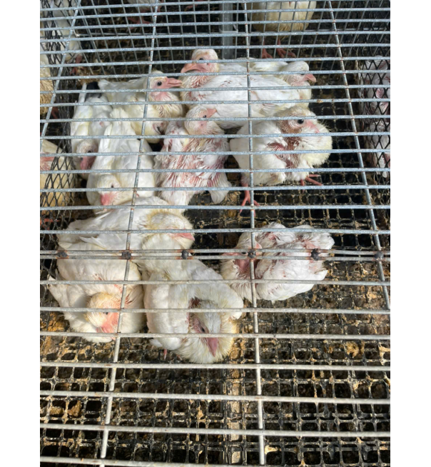 Bồ câu 20 ngày tuổi