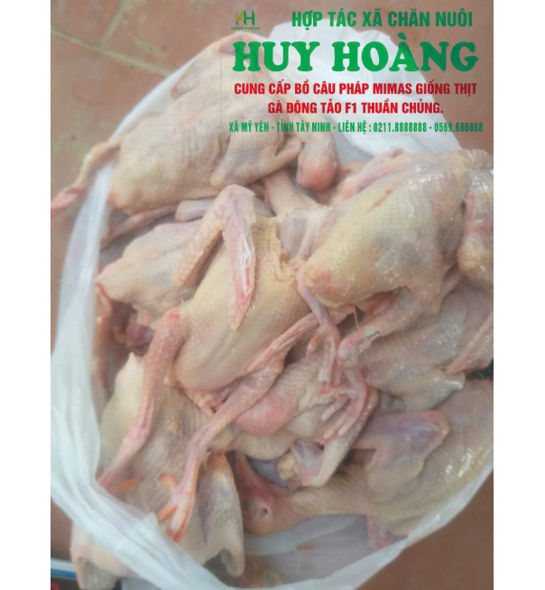 THỊT CHIM BỒ CÂU ĐƯỢC LÀM SẠCH  | HỢP TÁC XÃ CHĂN NUÔI HUY HOÀNG 