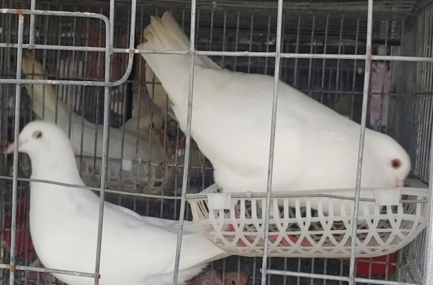 MÔ HÌNH GHÉP CẶP CHIM BỒ CÂU