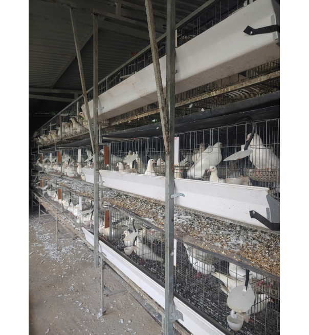 QUÁ TRÌNH SINH SẢN VÀ LỚN LÊN CỦA CHIM BỒ CÂU