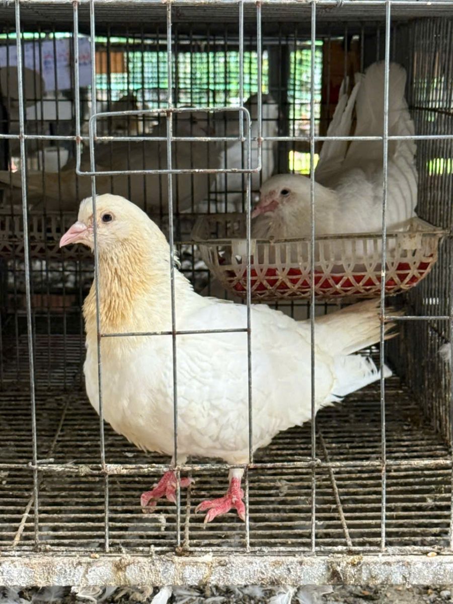 Bồ câu ra ràng - Hợp tác xã chăn nuôi Huy Hoàng
