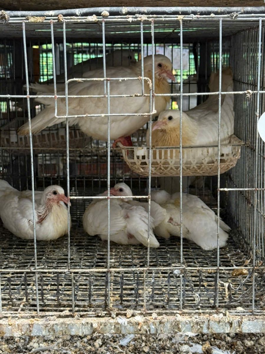 Bồ câu ra ràng - HỢP TÁC XÃ CHĂN NUÔI HUY HOÀNG
