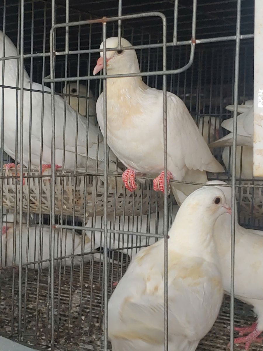 Bồ câu ra ràng - Hợp tác xã chăn nuôi Huy Hoàng