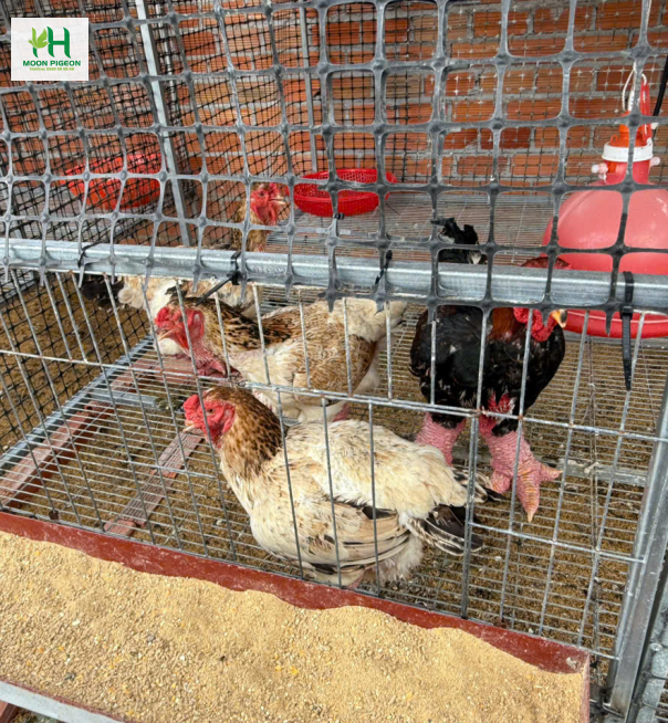 Gà đông tảo con 2
