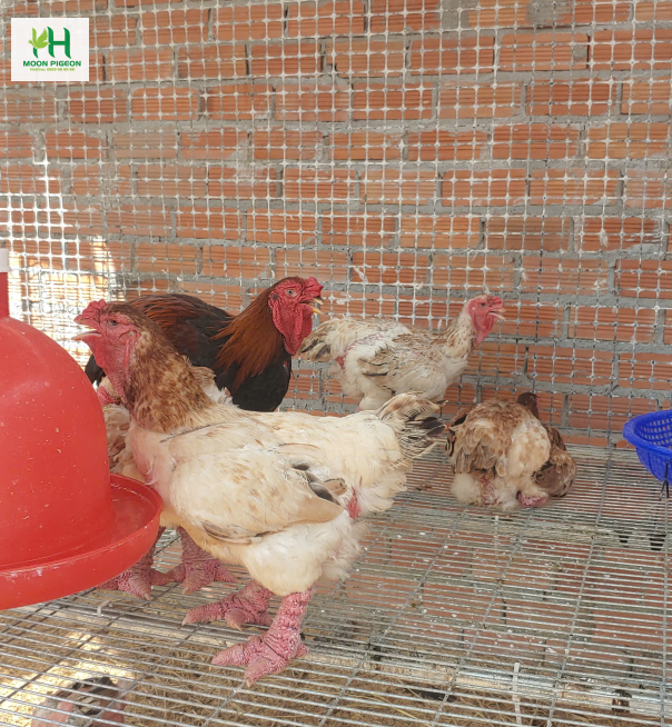 Thịt gà đông tảo 4