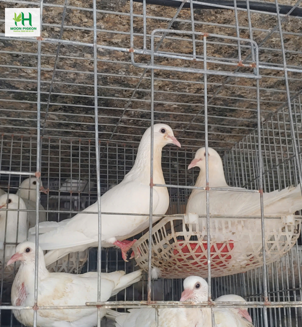 BỒ CÂU RA RÀNG | HỢP TÁC XÃ CHĂN NUÔI HUY HOÀNG