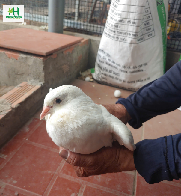 Thịt bồ câu ra ràng 3