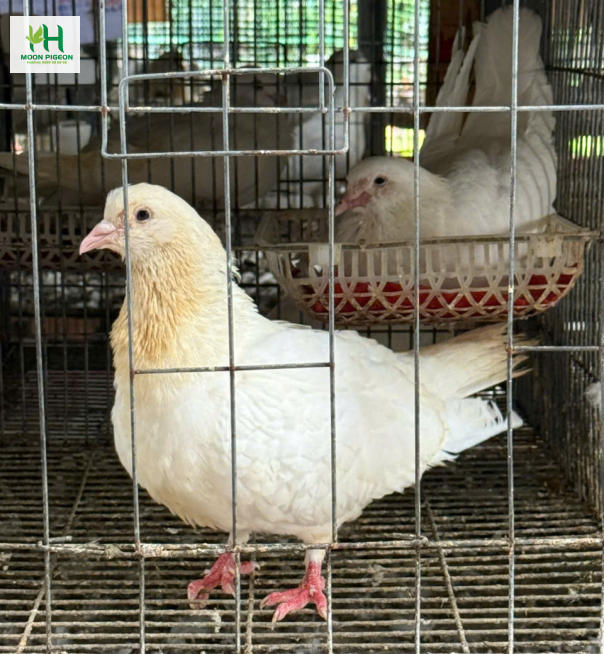 Bồ câu ra ràng 3