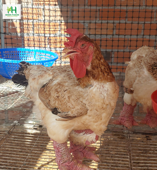 Thịt gà đông tảo 2