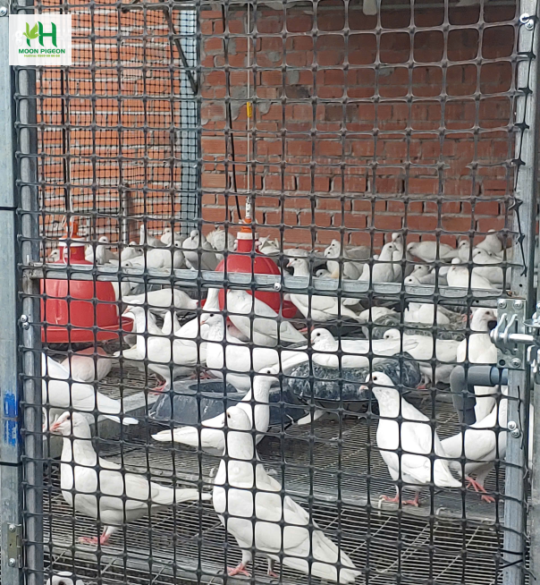 Bồ câu ra ràng hậu bị