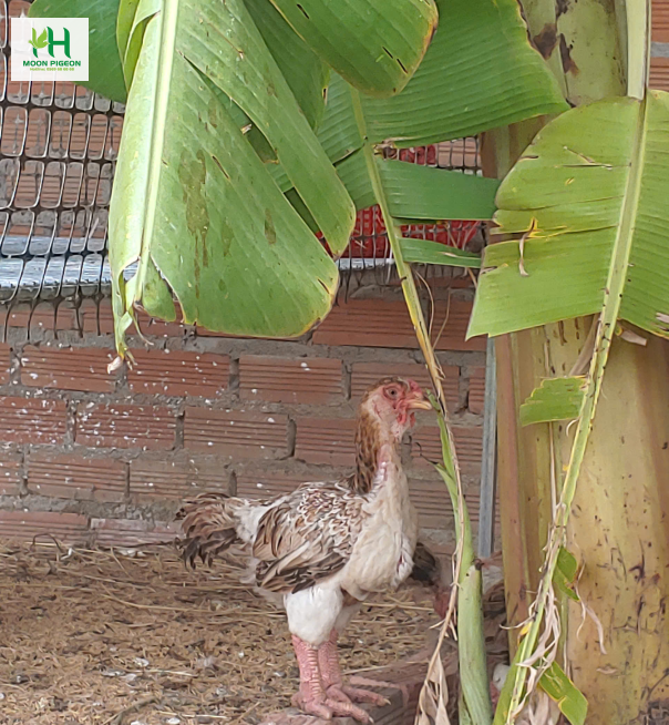 Gà đông tảo con