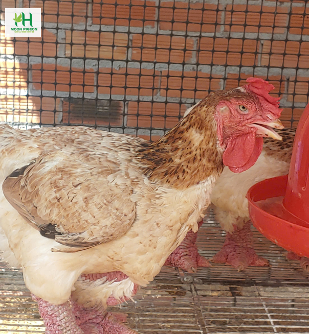 Thịt gà đông tảo 1