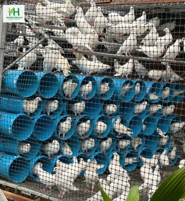 Thịt bồ câu ra ràng 7