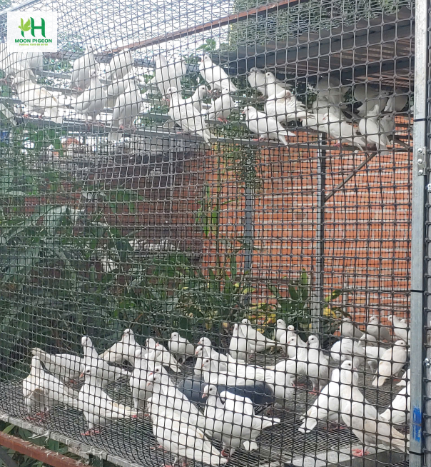 Thịt bồ câu ra ràng 5