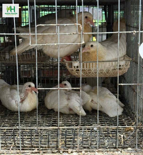 Thịt bồ câu ra ràng 2