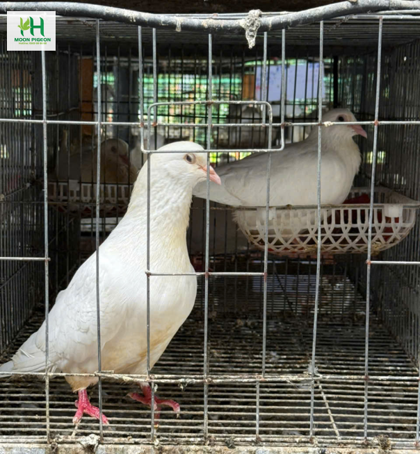 Thịt bồ câu ra ràng 8