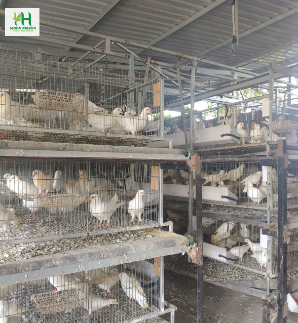 Thịt bồ câu ra ràng 6